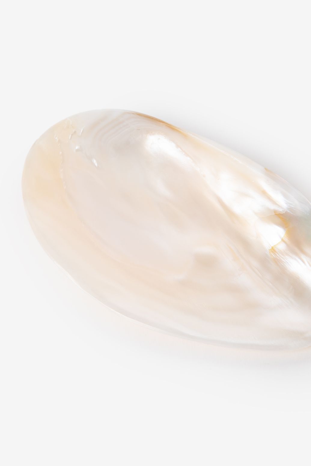 Wit schelpen bakje